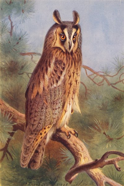  av Archibald Thorburn