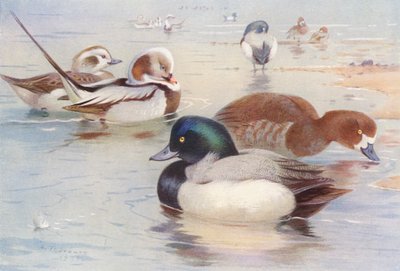  av Archibald Thorburn
