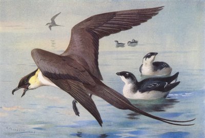  av Archibald Thorburn
