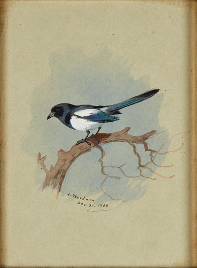 Magpie on a Branch (blekk og akvarell) av Archibald Thorburn