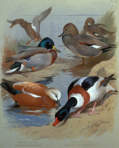 Mallard, Gadwell, Ruddy Shelduck (akvarell) av Archibald Thorburn