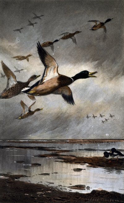 Stokkand på flukt av Archibald Thorburn