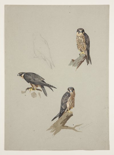 Merlin hann, ca. 1915 (akvarell og kroppsfarge over blyant på papir) av Archibald Thorburn