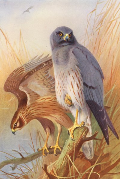  av Archibald Thorburn