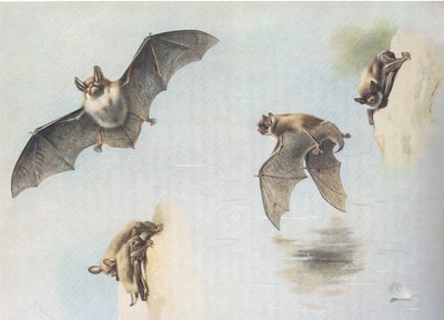 Natterers Bat and Daubentons Bat, fra Thorburns Mammals utgitt av Longmans and Co, ca. 1920 av Archibald Thorburn
