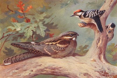 Nattspett, mindre flekkspett (hann og hunn) (fargelitografi) av Archibald Thorburn