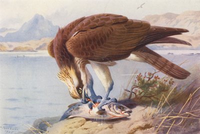  av Archibald Thorburn