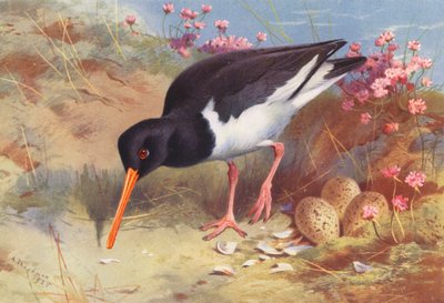  av Archibald Thorburn