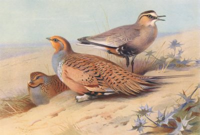 Pallas sandrype (hann og hunn), selskapslo (fargelitografi) av Archibald Thorburn