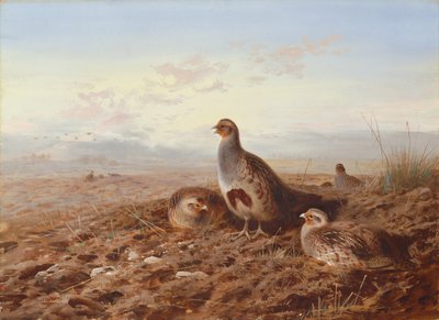 Rapphøns blant stubb av Archibald Thorburn