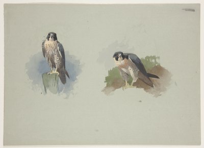 Vandrefalkhann, ca. 1915 (akvarell og kroppsfarge over blyant på papir) av Archibald Thorburn