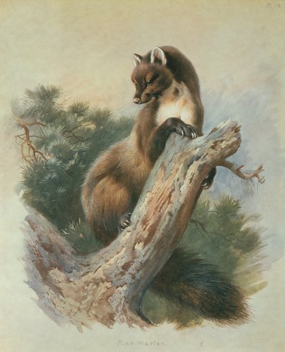 Furumår av Archibald Thorburn
