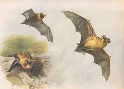 Pipistrelle eller Common Bat, fra Thorburns Mammals utgitt av Longmans and Co, ca. 1920 av Archibald Thorburn