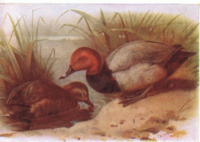 Pochard av Archibald Thorburn