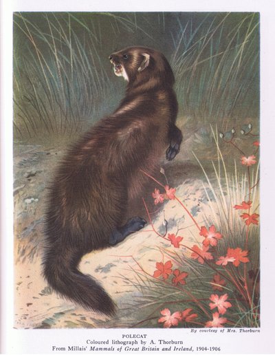 Polecat, Nature in Britain utgitt av Collins av Archibald Thorburn