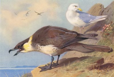  av Archibald Thorburn