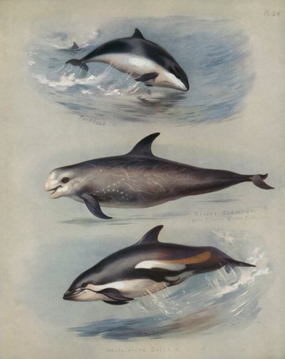 Niser, Rissos Grampus, hvitsidig delfin av Archibald Thorburn