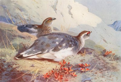 Rype (hann og hunn, høst) (fargelitografi) av Archibald Thorburn
