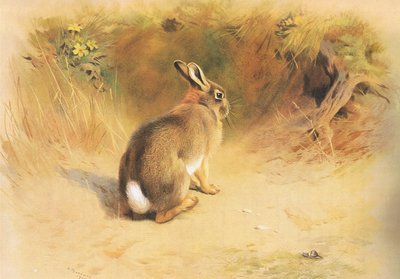 Rabbit, fra Thorburns Mammals utgitt av Longmans and Co, ca. 1920 av Archibald Thorburn
