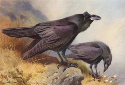 Ravn (fargelitografi) av Archibald Thorburn