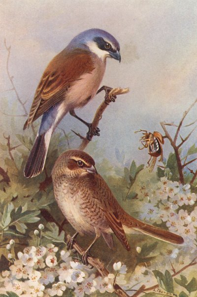  av Archibald Thorburn