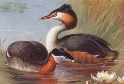  av Archibald Thorburn