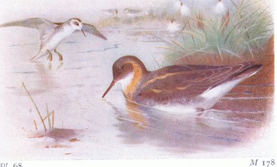 Red Necked Phalarope (sommer og høst), fra Birds of the British Isles and Their Eggs utgitt av Frederick Warne & Co Ltd, 1958 av Archibald Thorburn