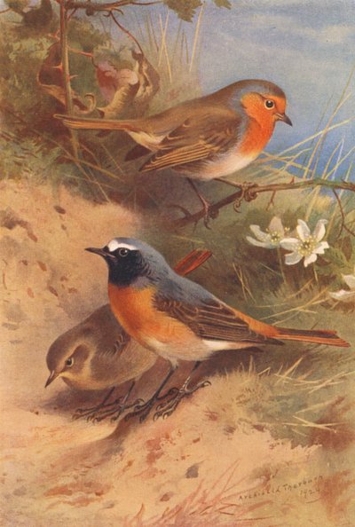 Rødbryst, rødstjert (hann og hunn) (fargelitografi) av Archibald Thorburn