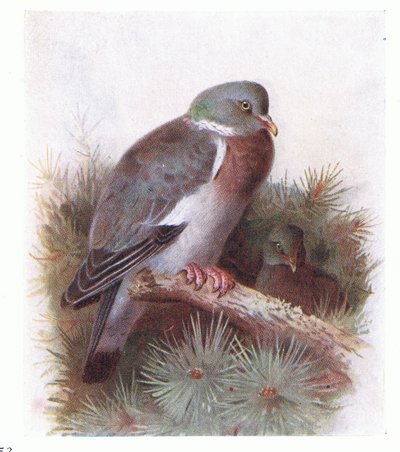 Ring Dove, fra Birds of the British Isles and Their Eggs utgitt av Frederick Warne & Co Ltd, 1958 av Archibald Thorburn