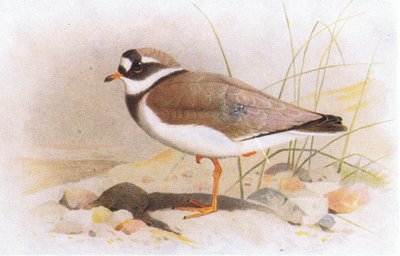 Ringed Plover, fra Birds of the British Isles and Their Eggs utgitt av Frederick Warne & Co Ltd, 1958 av Archibald Thorburn