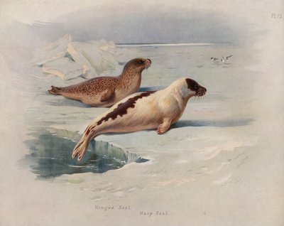 Ringsel, grønlandssel av Archibald Thorburn