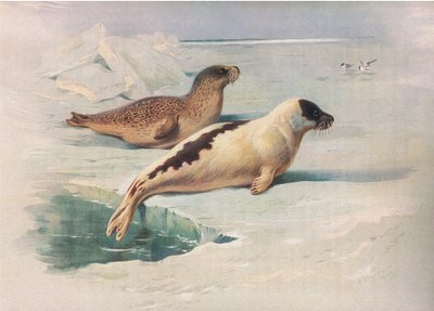 Ringsel og grønlandssel, fra Thorburns Mammals utgitt av Longmans og Co, ca. 1920 av Archibald Thorburn