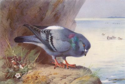  av Archibald Thorburn