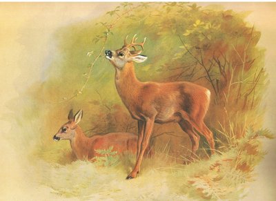 Roe Deer, fra thorburns Pattedyr utgitt av Longmans og Co, ca. 1920 av Archibald Thorburn