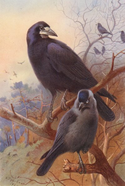  av Archibald Thorburn