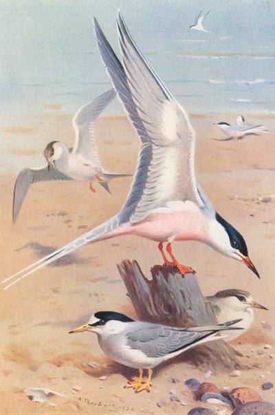  av Archibald Thorburn