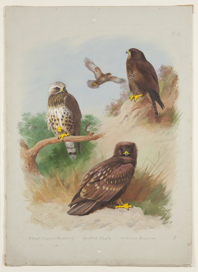 Grovbeint orrvåg, flekkørn og musvåg, ca. 1915 (akvarell og kroppsfarge med gummi arabicum over blyant om bord) av Archibald Thorburn