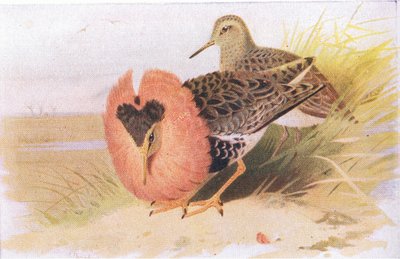 Ruffs and Reeves, fra Birds of the British Isles and Their Eggs utgitt av Frederick Warne & Co Ltd, 1958 av Archibald Thorburn