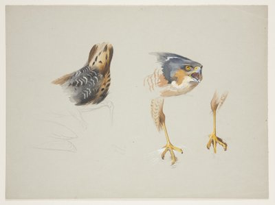 Rump av vadefugl og hode og ben av spurvehauk, ca. 1915 (akvarell og kroppsfarge over blyant på papir) av Archibald Thorburn