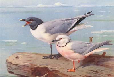  av Archibald Thorburn