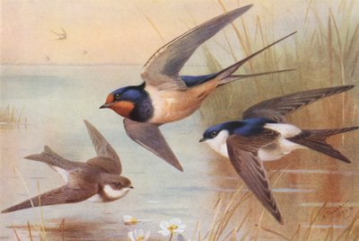 Sandmartin, Svale, Martin (fargelitografi) av Archibald Thorburn