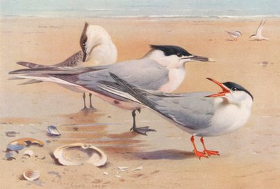 av Archibald Thorburn