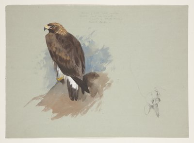 Havørn og blyantskisse av kanin, ca. 1915 (akvarell og kroppsfarge over blyant på papir) av Archibald Thorburn