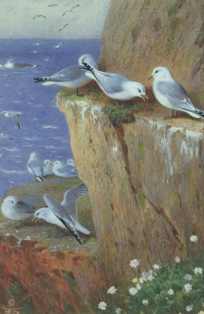 Måker av Archibald Thorburn