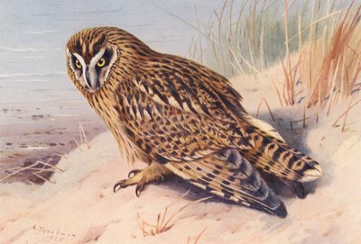 Kortøret ugle (fargelitografi) av Archibald Thorburn