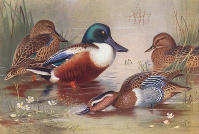  av Archibald Thorburn