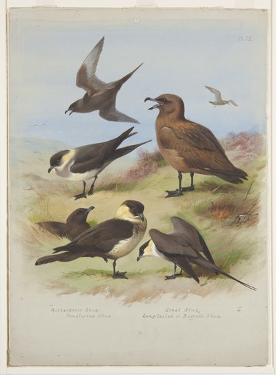 Skuas, ca. 1915 (akvarell og kroppsfarge over blyant på papir) av Archibald Thorburn