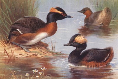  av Archibald Thorburn