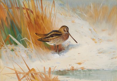 Snipe i rushene av Archibald Thorburn