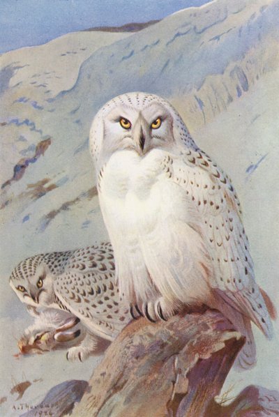  av Archibald Thorburn